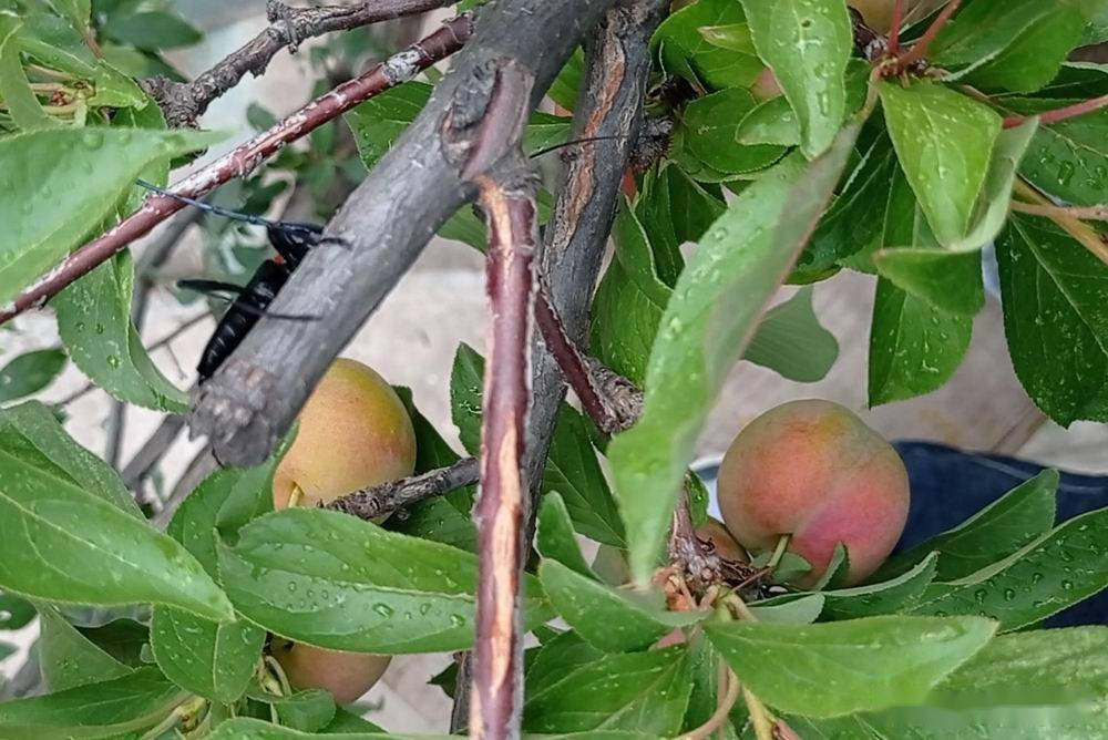 80后茶摊李子树下埋死人埋的是谁