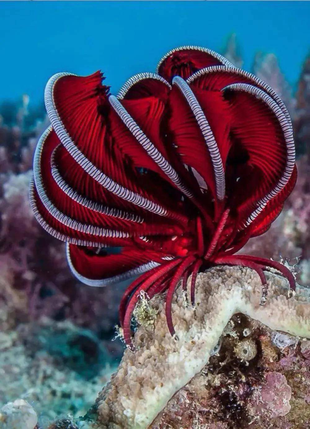 50种罕见海底生物你见过哪些