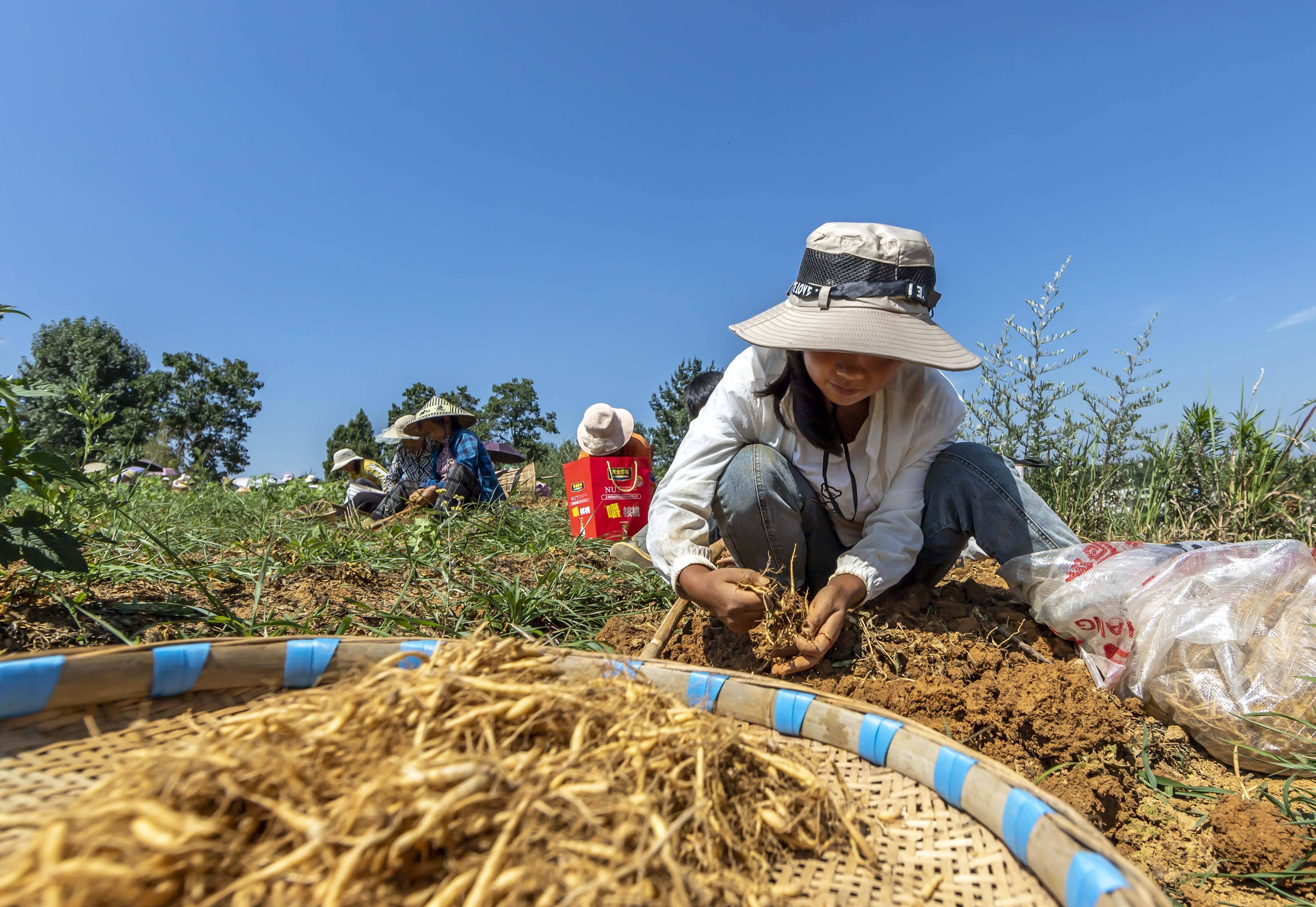 贵州黔西 中药材种植助农增收