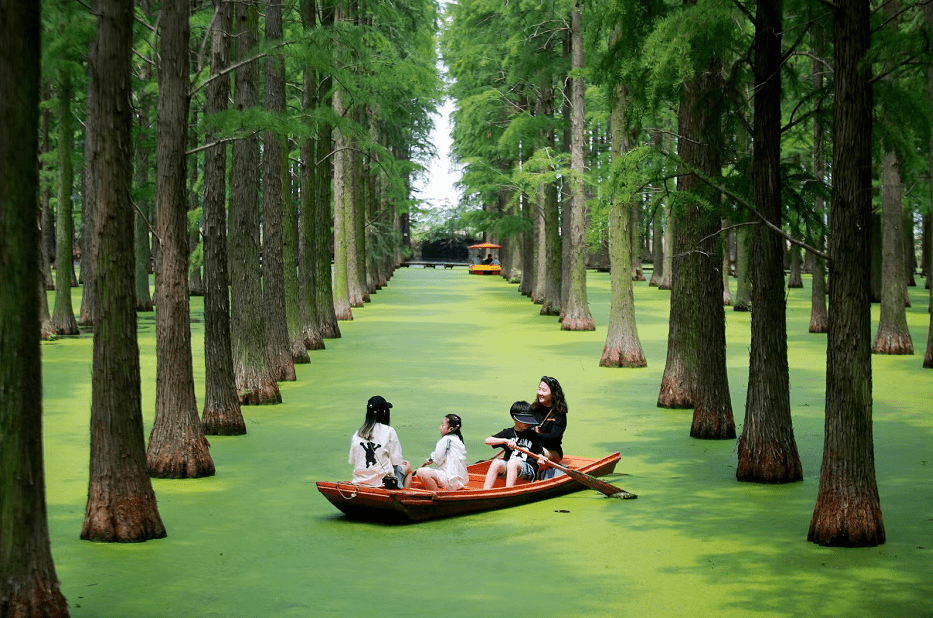 渌洋湖湿地公园的水杉林里,一片蓊郁,撑着竹筏,穿梭其间,褪去燥热