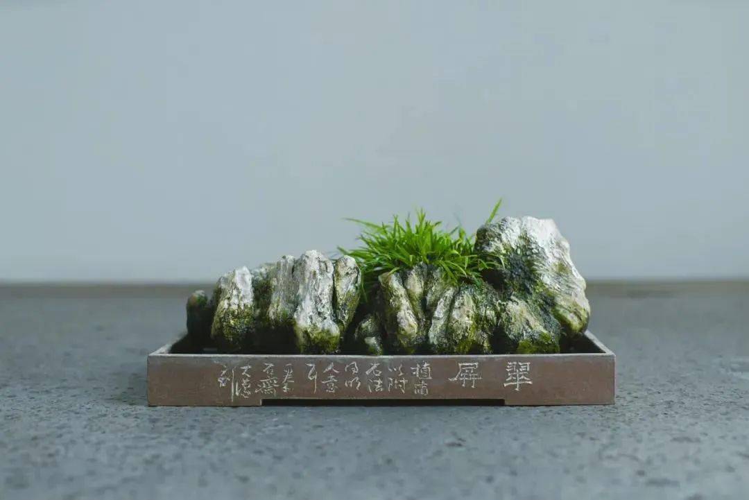 最后,我了解到王大濛老师每天早晨第一件事就是去蒲园看他的菖蒲,每一