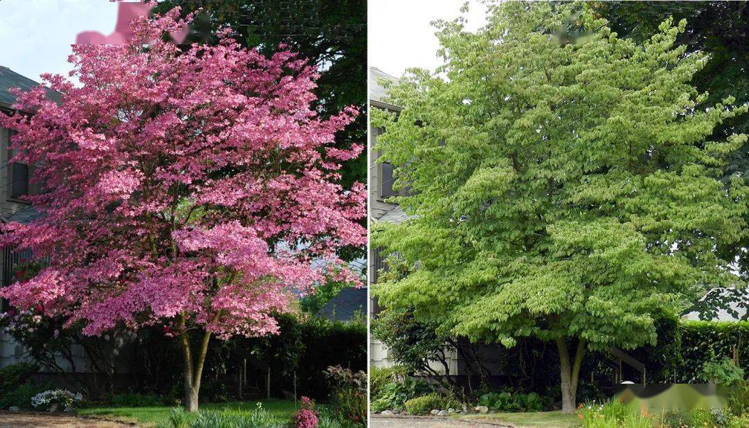 柳叶眉花树图片图片