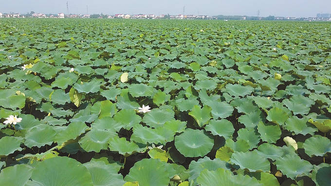 连云港灌云:千亩荷叶田田 满目翠色怡人
