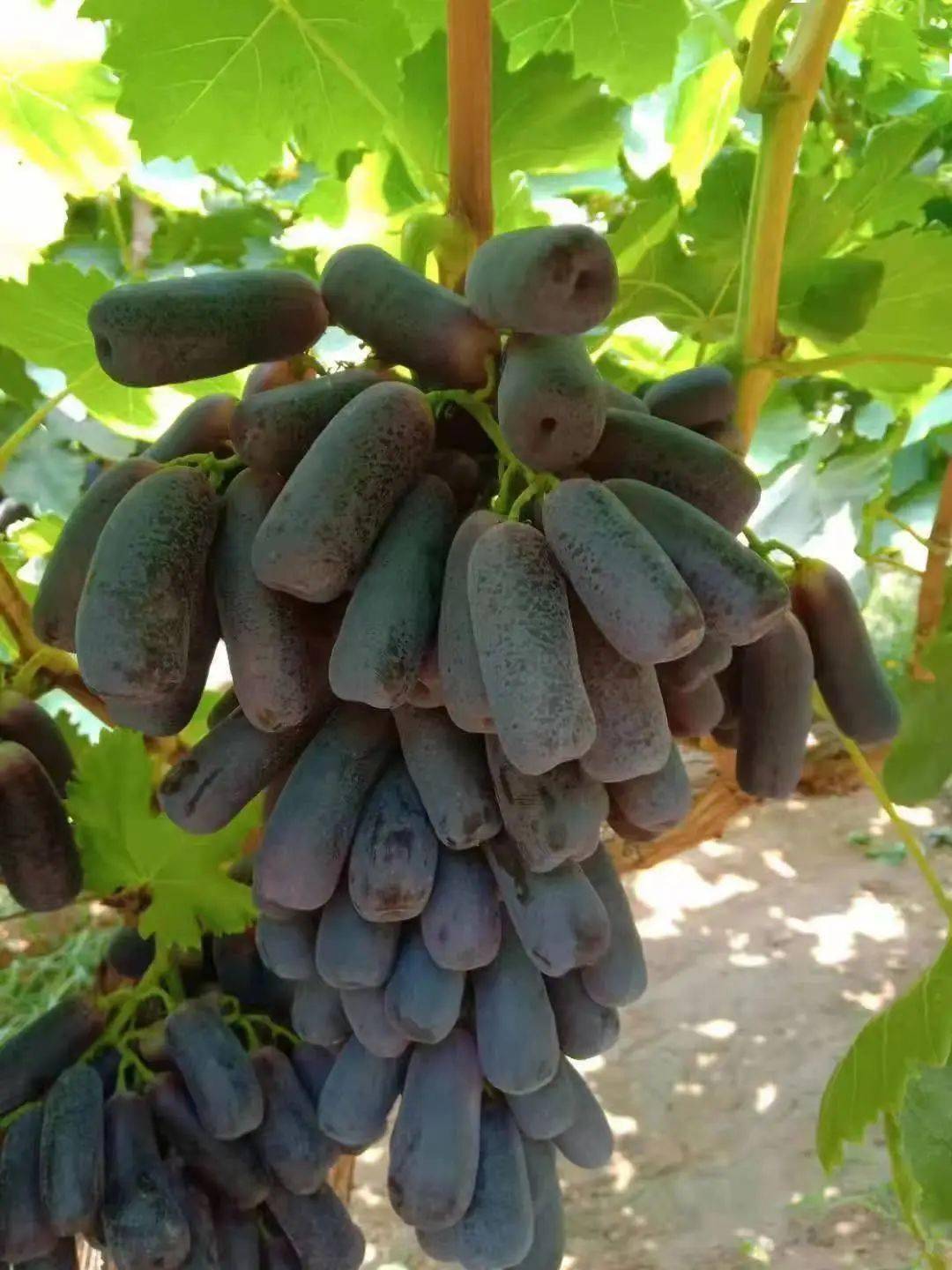 提子精品蓝宝石黑提来啦加长加甜吃不够的黑提plus