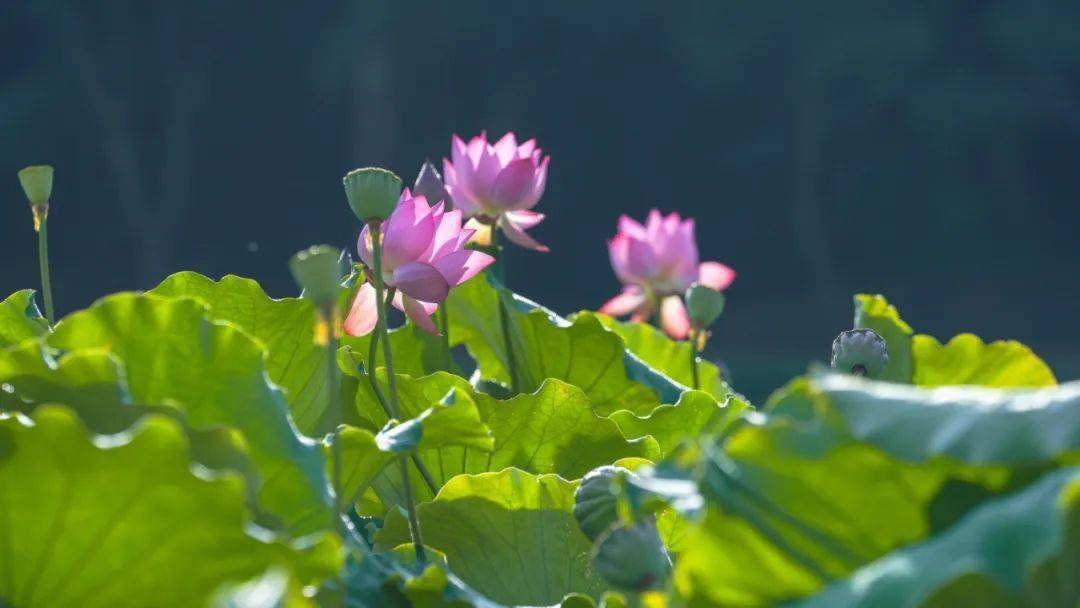 夏暑已至,蝉鸣四起微风拂过,暗香盈袖一池涟漪带起芙蓉颤动风动莲生香