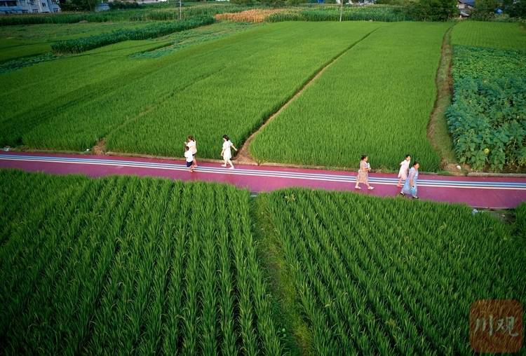 绵阳平武：夏日稻田绿意盎然 美丽乡村如诗如画