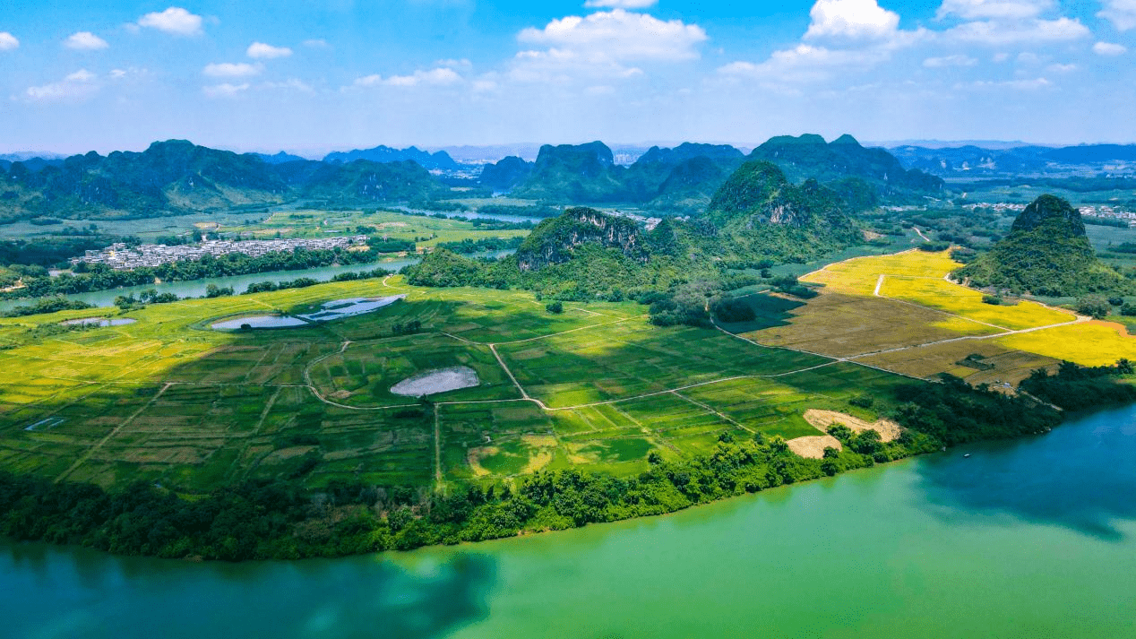 广西扶绥:抢种晚稻插秧忙_韦任锋_卢文_景象