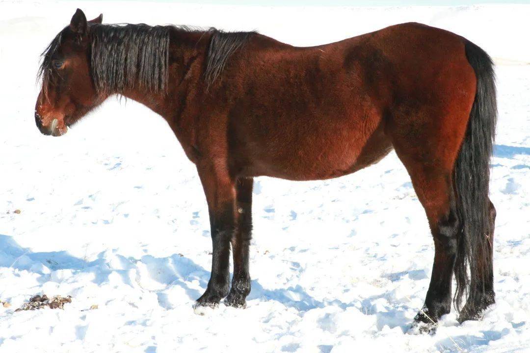 阿巴嘎黑馬烏珠穆沁白馬蒙古馬馬烏珠穆沁白山羊山羊內蒙古細毛羊