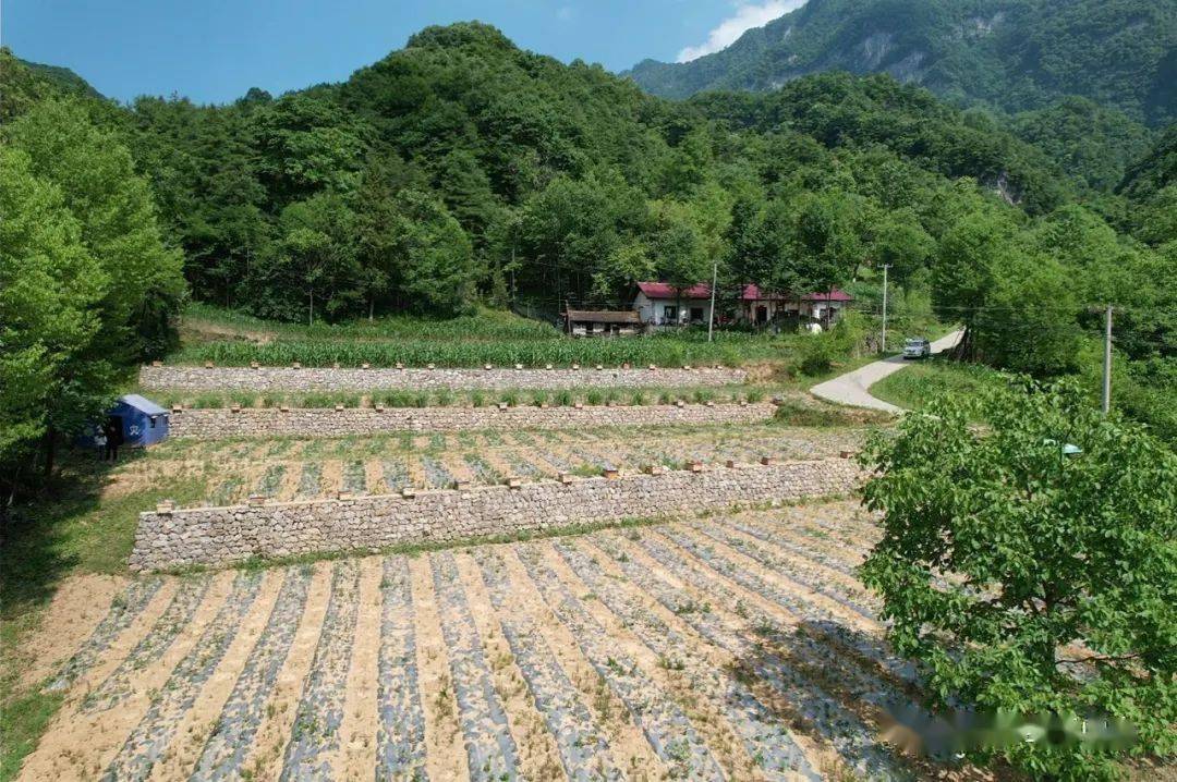 【特色山地农业提质增效】泰山乡:因地制宜打造"八有"山地立体农业_发