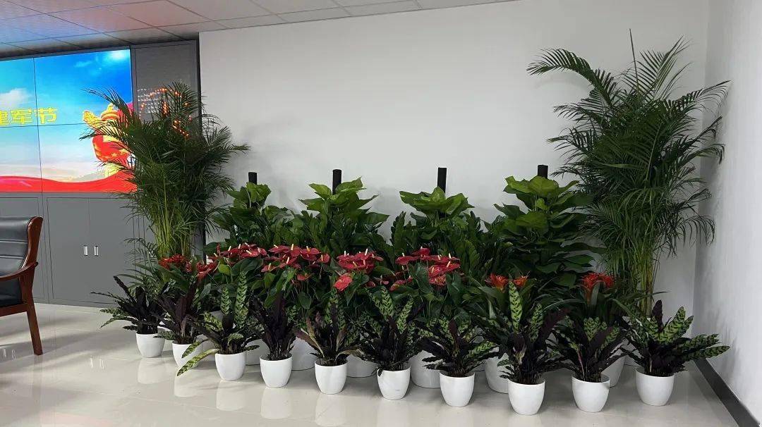 东城区园林绿化局"八一"前夕开展绿植进军营活动