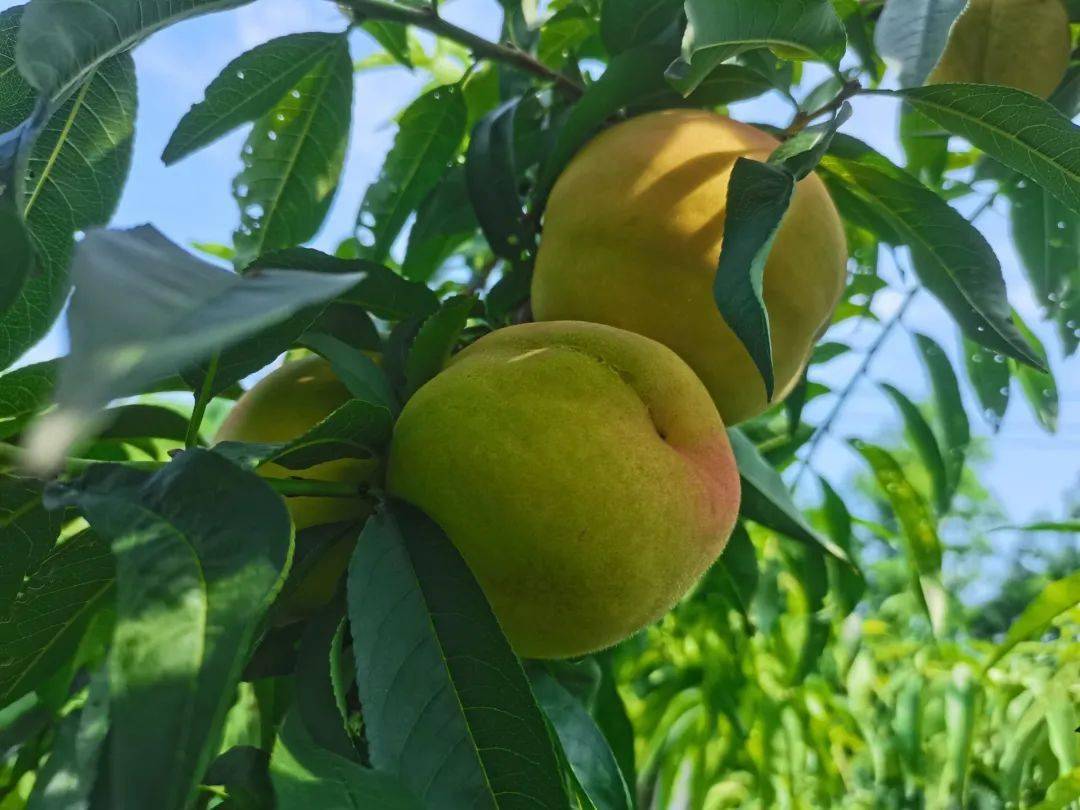 最远的你是我最甜的爱三湖黄桃48小时内送达