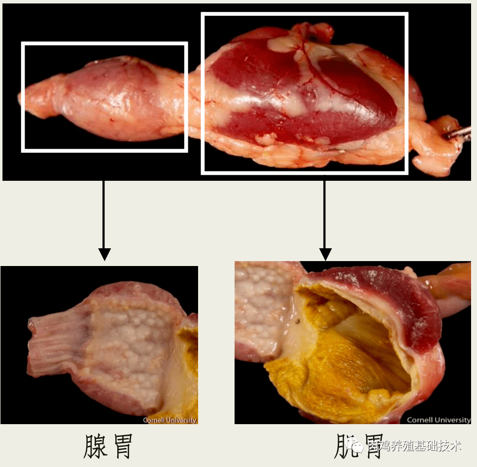 层坚韧的黄色角质膜(鸡内金),并有粗糙的摩擦面,加上肌胃收缩时的压力