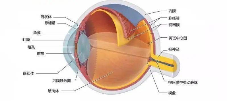 眼前节位置图图片