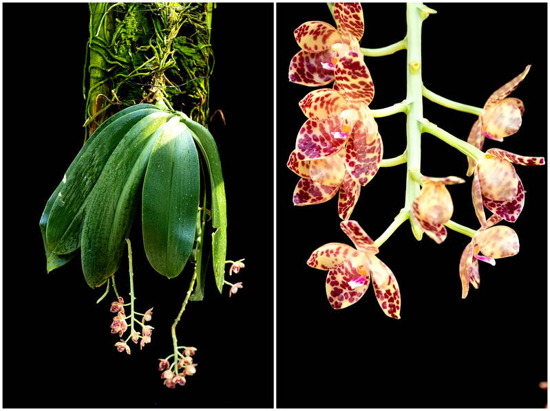 从种子到开花至少十年,这种长着"象耳"的巨无霸在上海进入花期_倪子轶