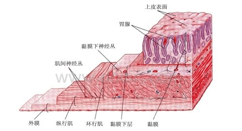 新思维养殖家禽肠道健康与家禽健康的密切关系