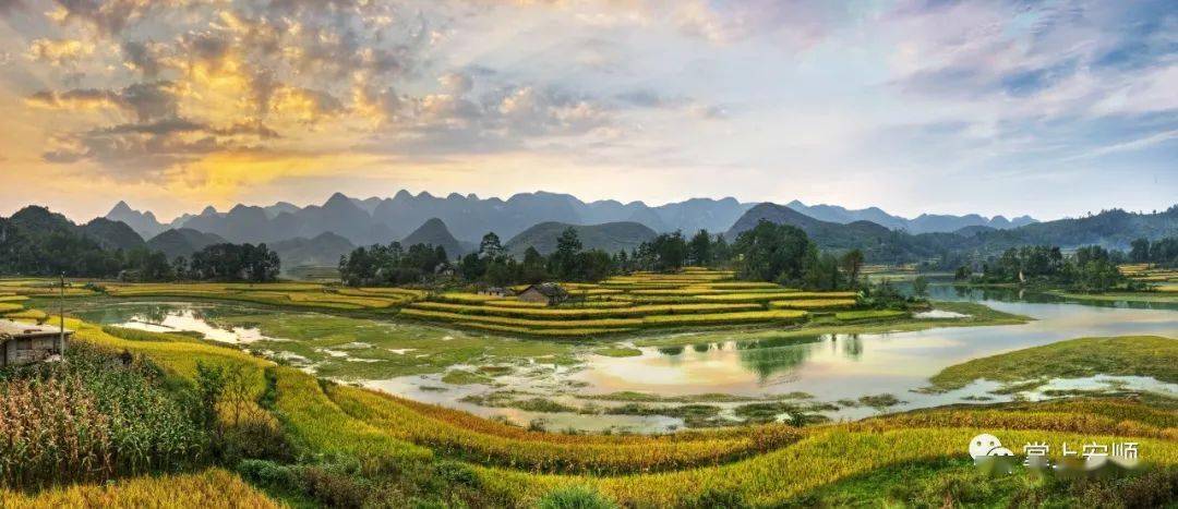 在镇宁自治县良田镇坝草村,有400余亩高密植补光火龙果基地.