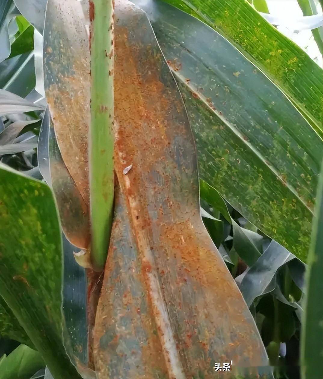 玉米叶片出现锈斑,什么原因导致的?该怎么防治_锈病_作物_病原菌