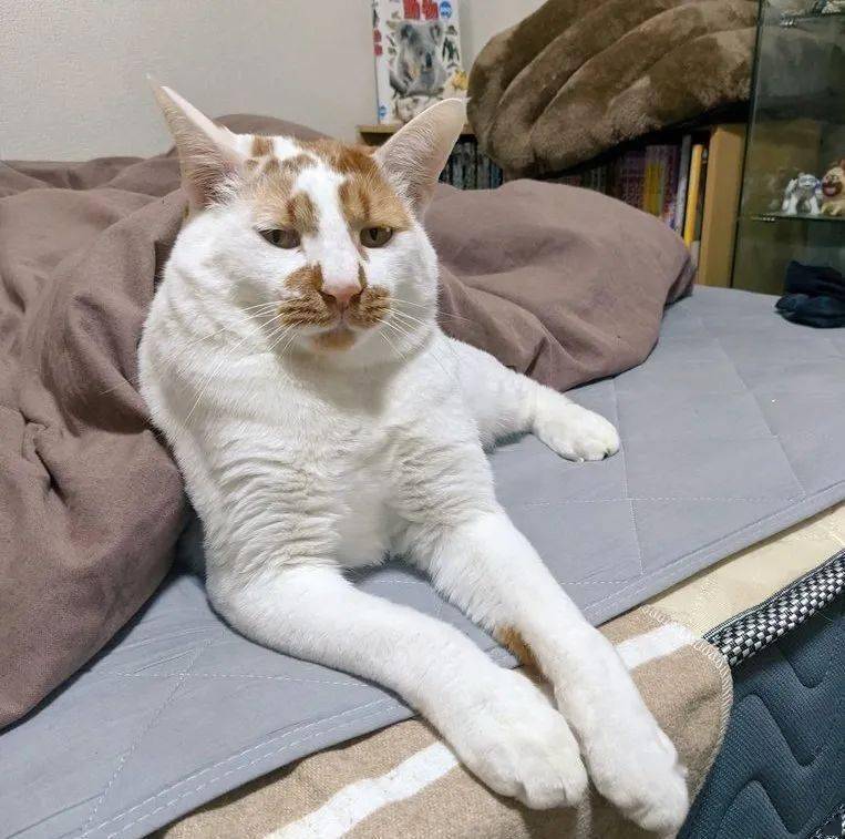 公寓养宠物要向物业提供一张宠物的照片,02来源:abnug橘猫:不信谣,不