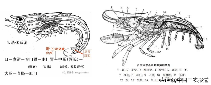 小龙虾:听说你们又在聊怎么吃我了?