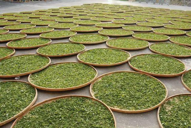建瓯茶叶品种图片
