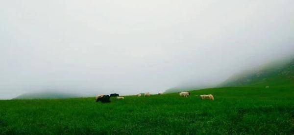 雨后的冰沟河，云雾缭绕，仙气十足！