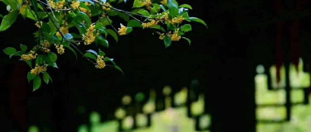 八月令。_夏天_夏秋之_夏末秋