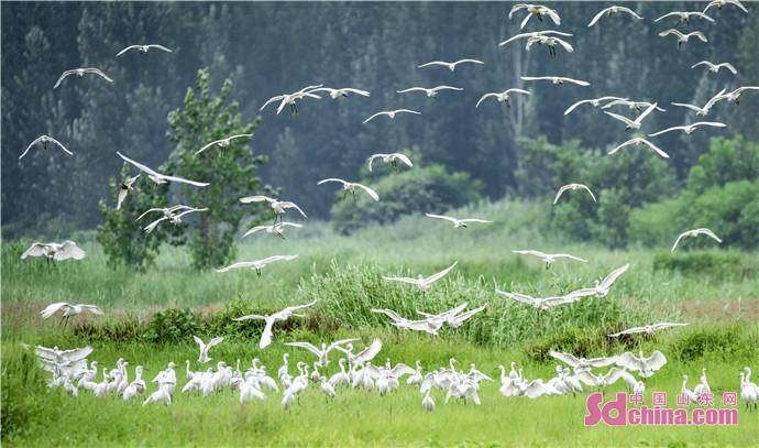 草木丰茂、群鸟翩跹，成武县东鱼河国家级湿地公园成为热门“打卡地”