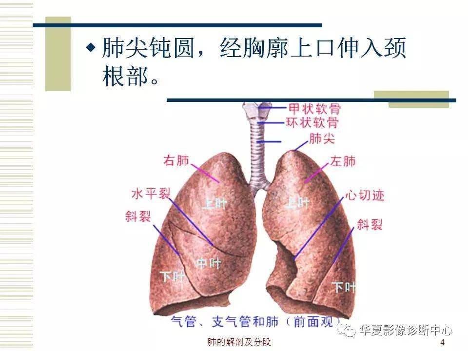 肺的详细解剖与分段