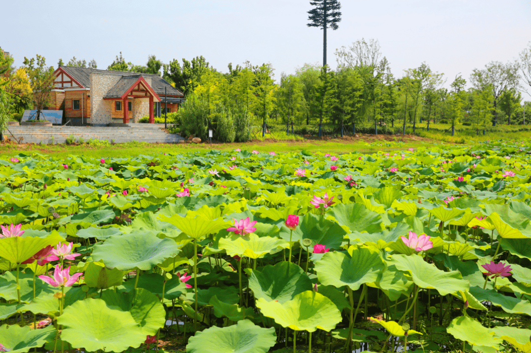 67醉美曹田沟拿起手机或相机很多界首人都要来这里了