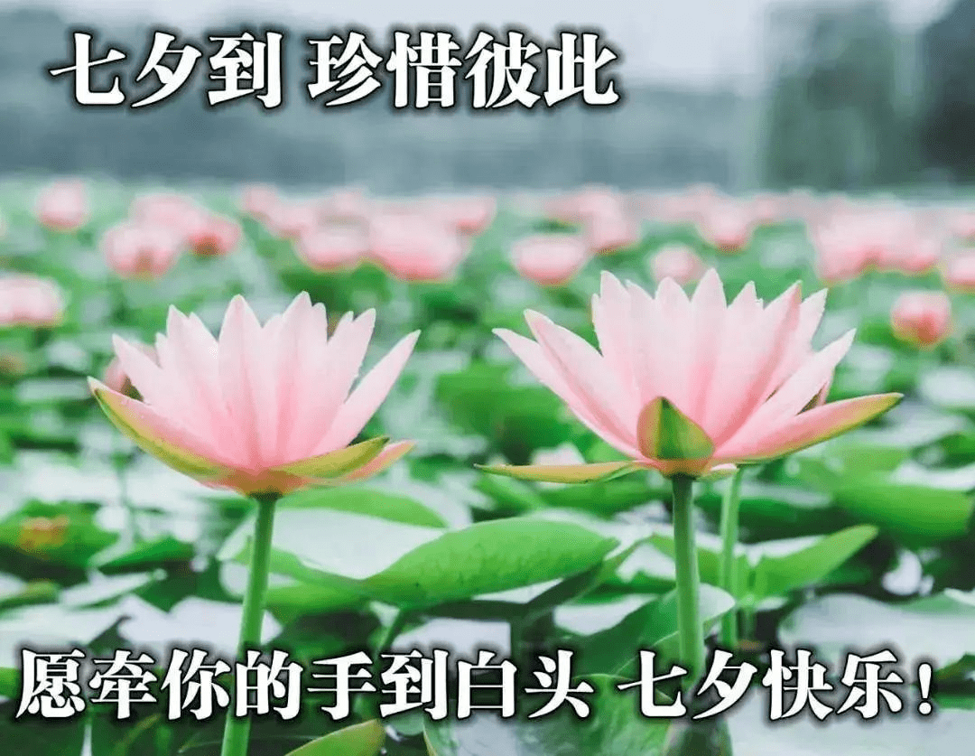 早上好七夕七愿愿你心中有爱一世温暖幸福