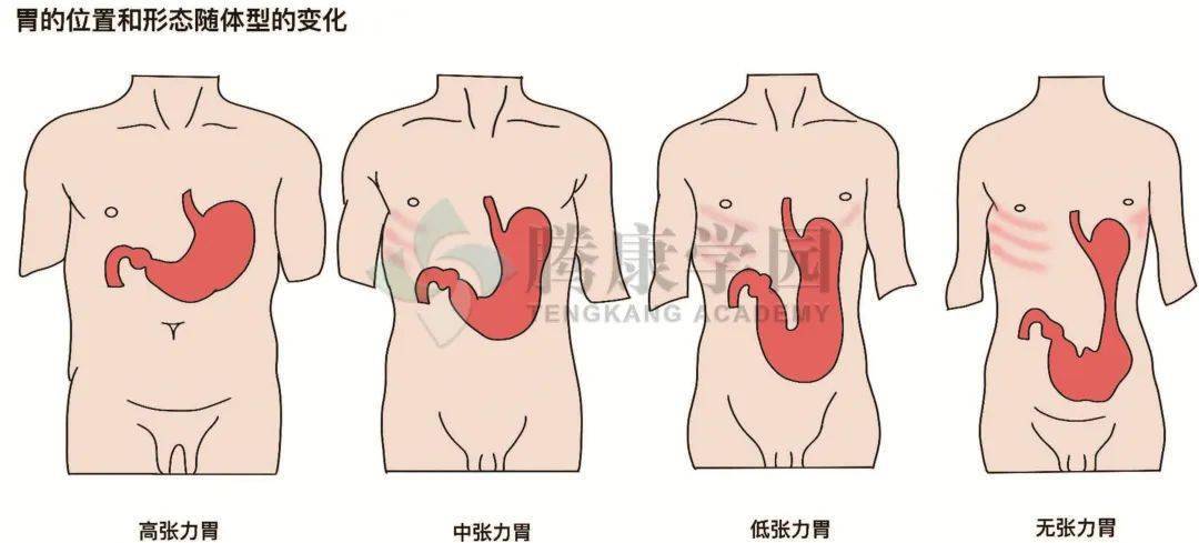 内脏与疼痛胃的概述形态及位置
