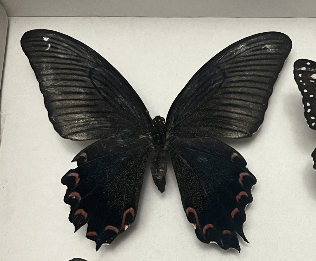 黑色翅膀的虫子像蝴蝶图片