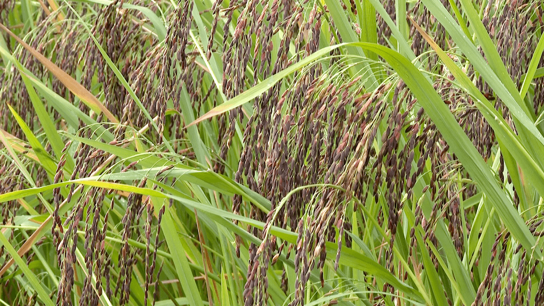 石屏 "米中极品" 紫米稻迎丰收_凤山村_种植_宝秀镇