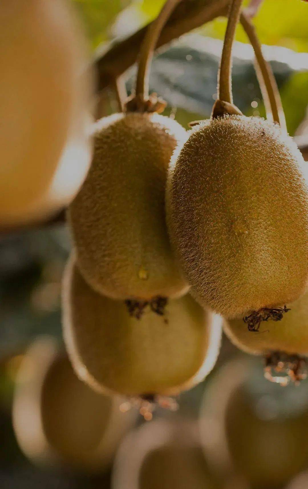 新西兰皇家植物与食品研究院助力佳沛新品 奇异果五彩缤纷超乎想象 | 国际果蔬报道