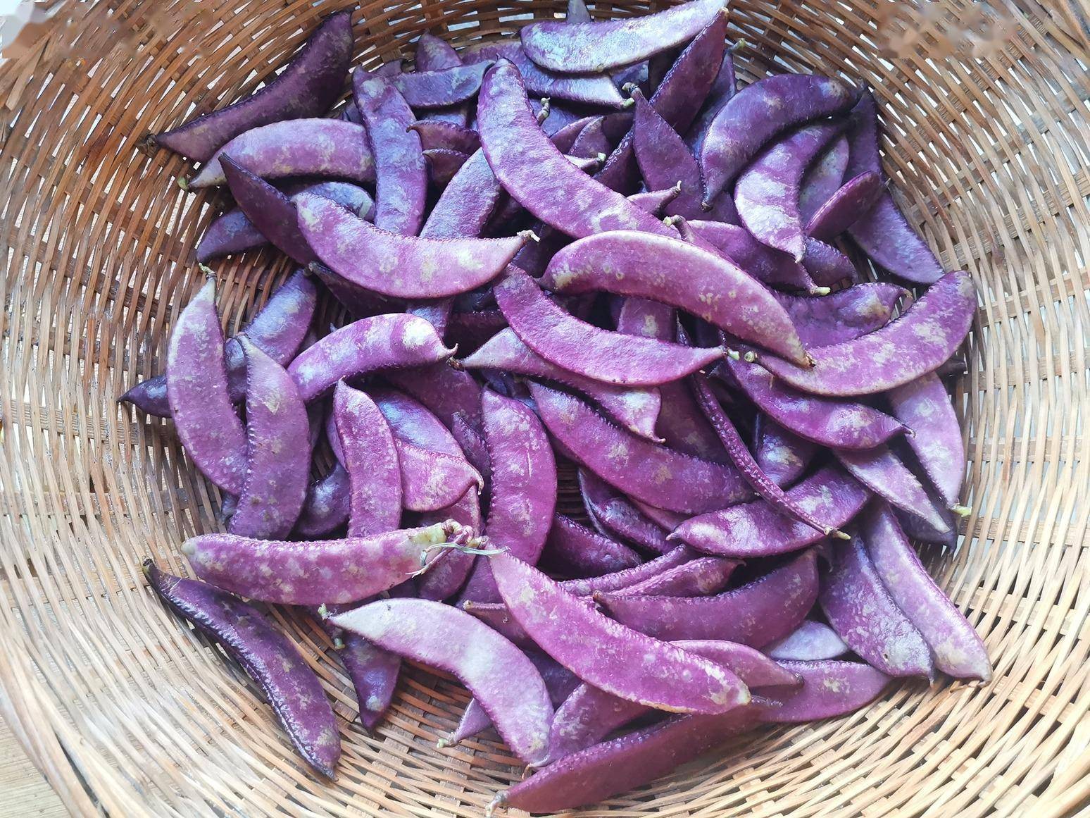 宁可不吃肉也要吃它,健脾清肠胃,简单炒炒全家人都喜欢吃_扁豆_紫色