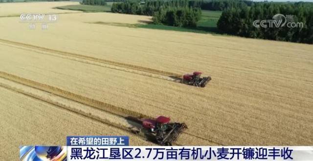 在希望的田野上 | 黑龙江垦区2.7万亩有机小麦开镰迎丰收