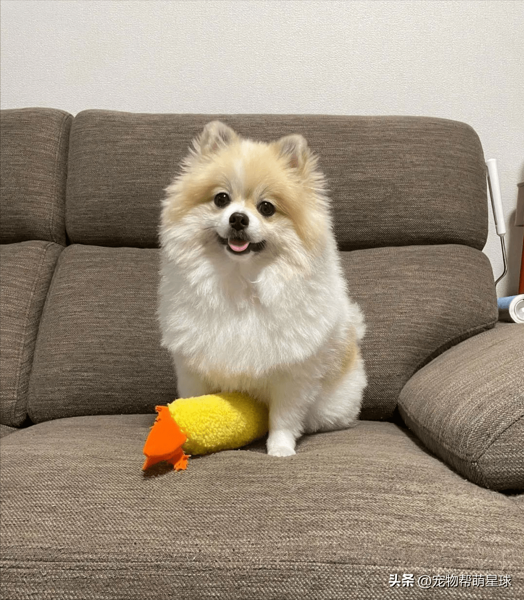 小博美以为要去公园超开心,结果到了目的地,脸瞬间垮掉_狗狗_碎步