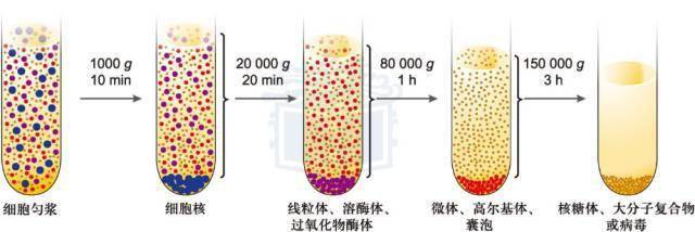 有核酸的细胞器