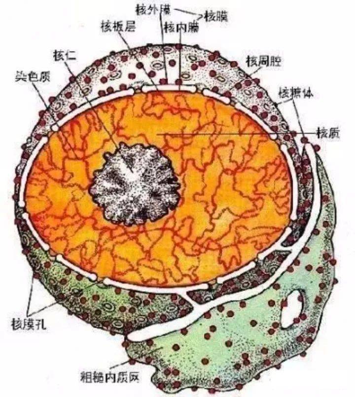 有核酸的细胞器