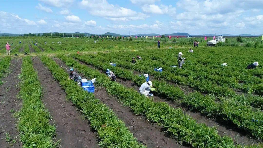 【中国伊春·蓝莓文化节】蓝莓采摘正当时_产业园区_种植_观光