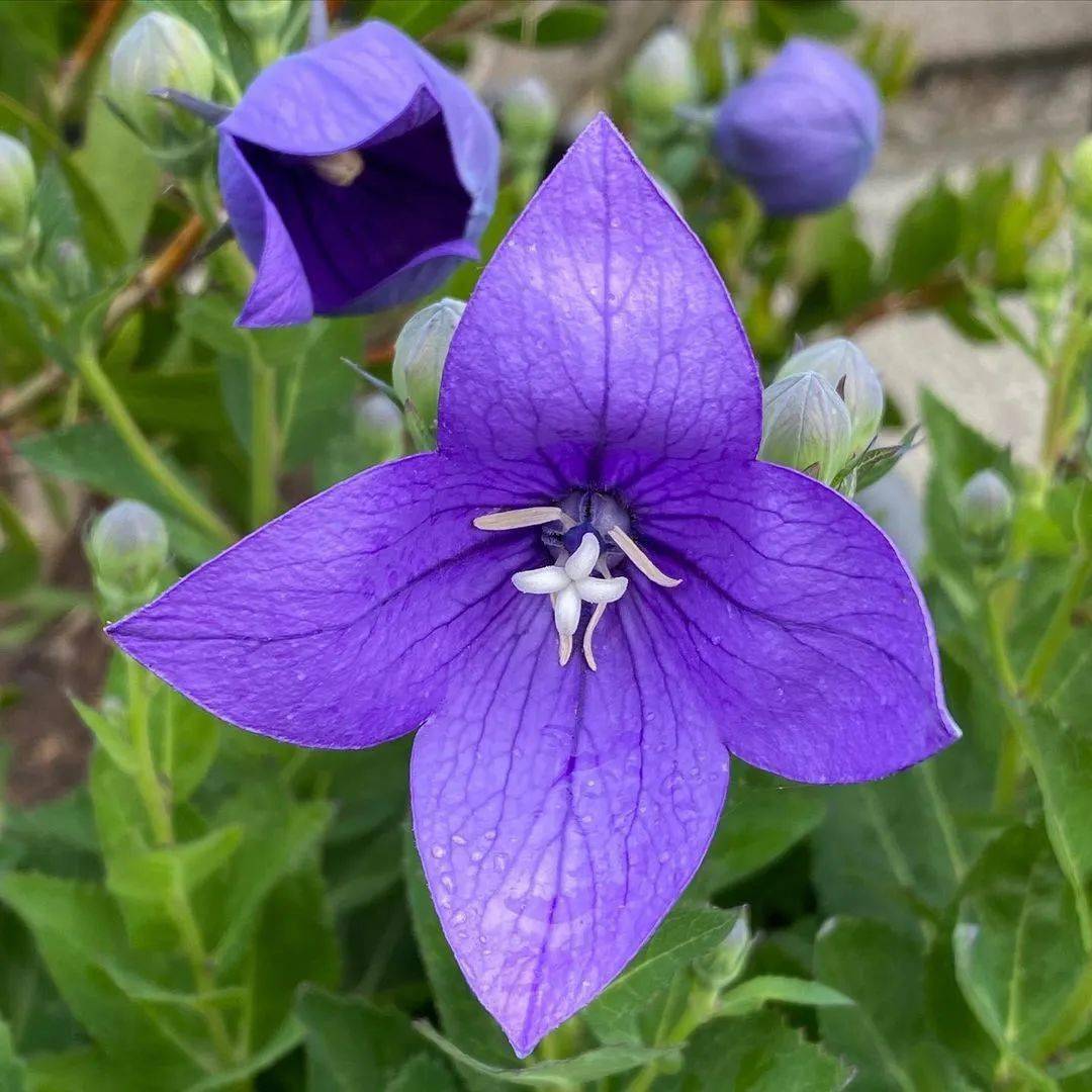 双层五星花瓣,也有重瓣品种,比较少见,有蓝色,紫色,白色或淡粉色四种