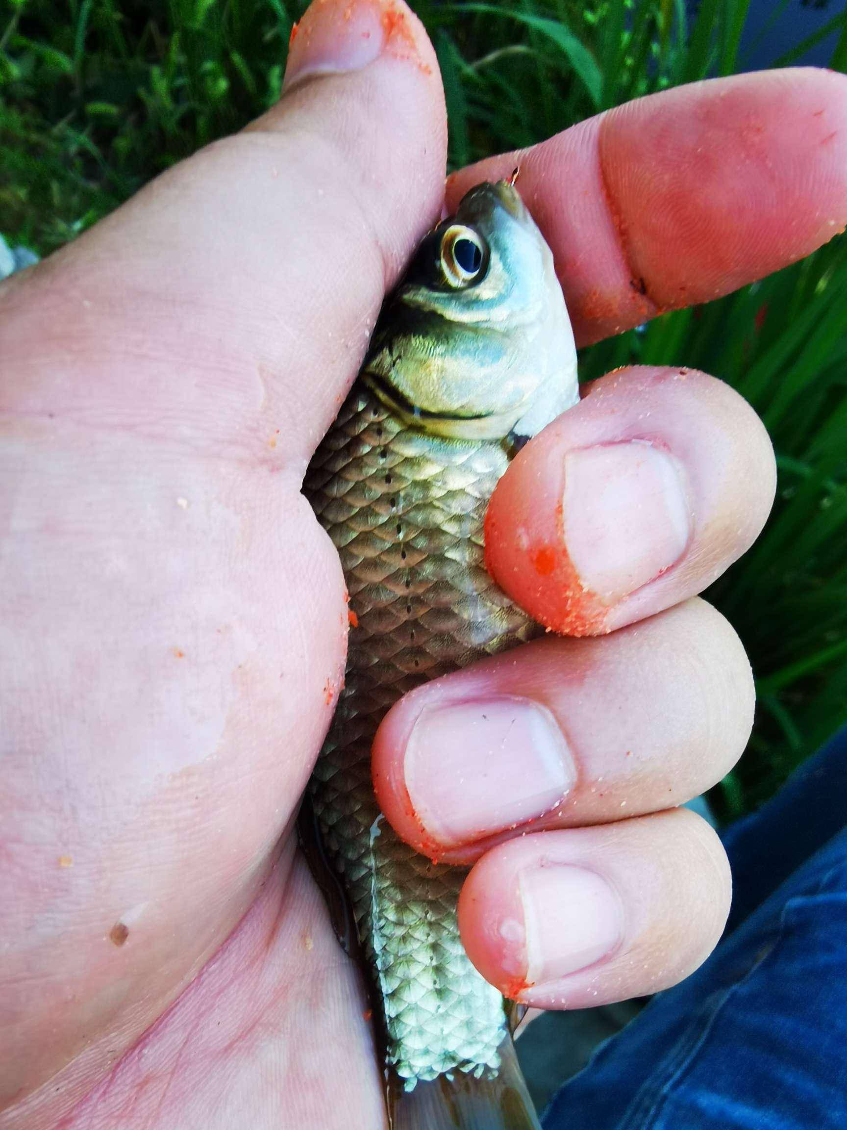 網工的漁獲都不比大叔哩_餌料_魚獲_柳葉