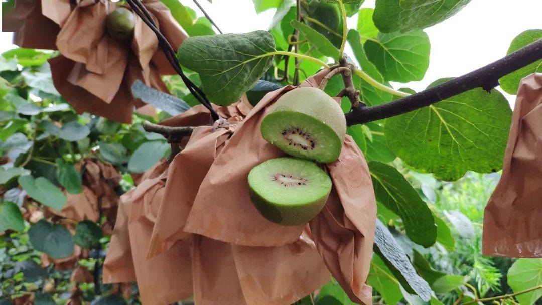 剥开就爆汁的红心猕猴桃!香,甜,软,滑!满满维c超过瘾!_蒲江_果肉_四川