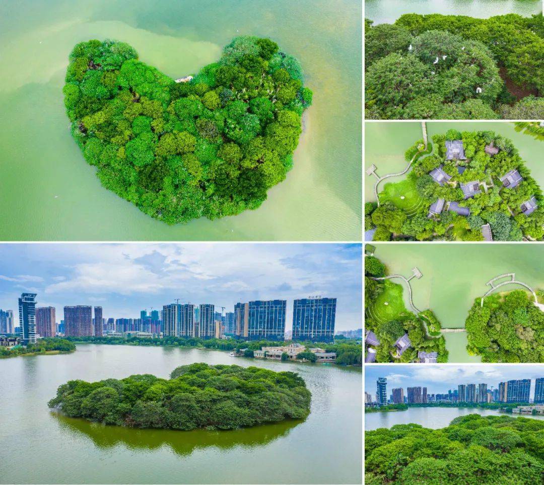 网友高分推荐南庄绿岛湖_鹭鸟_中国美术协会_作品