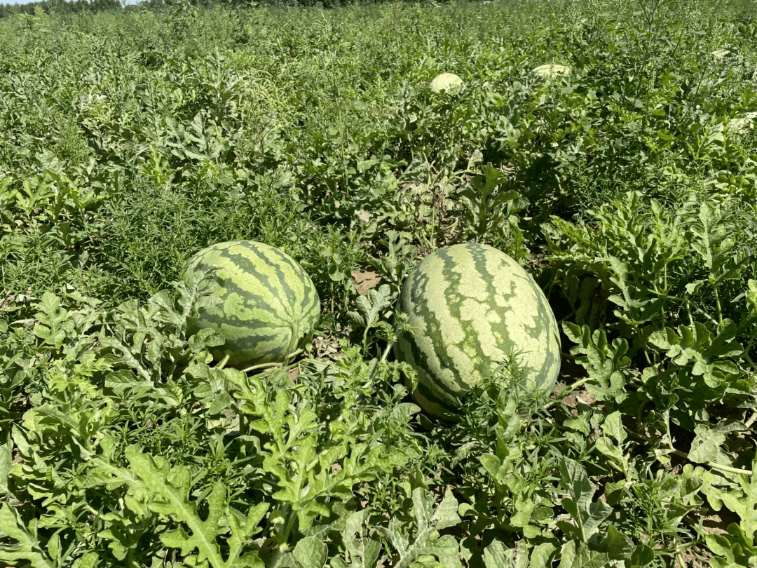 佳和超市丨【基地直采】内蒙沙地西瓜 水分大甜度高,带你解锁心动的