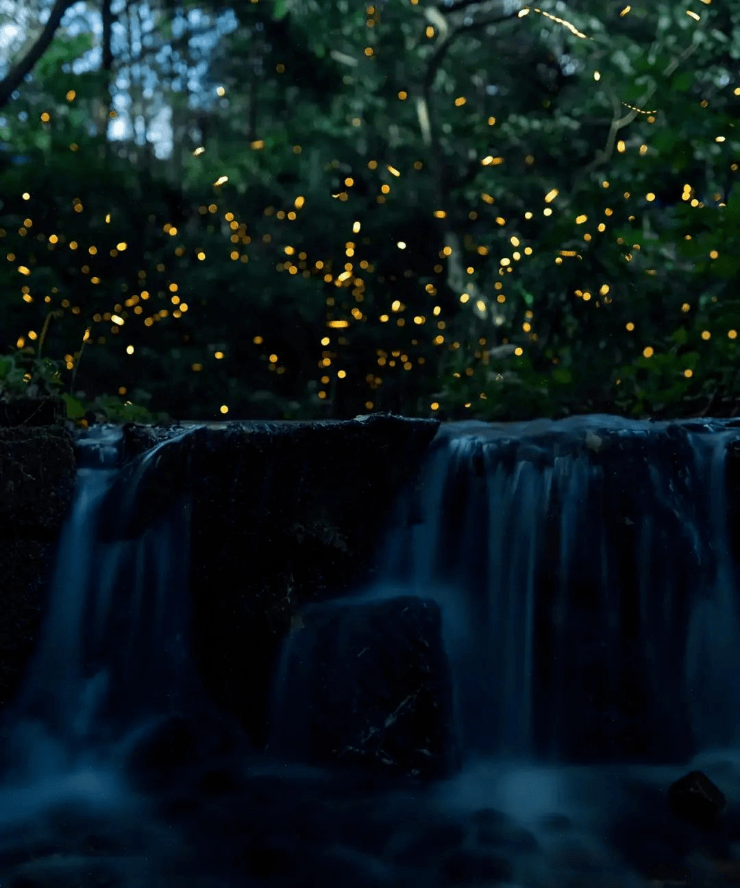 繁星散落人间,在湖州寻一抹漫天流萤~_萤火虫_莫干山_精灵