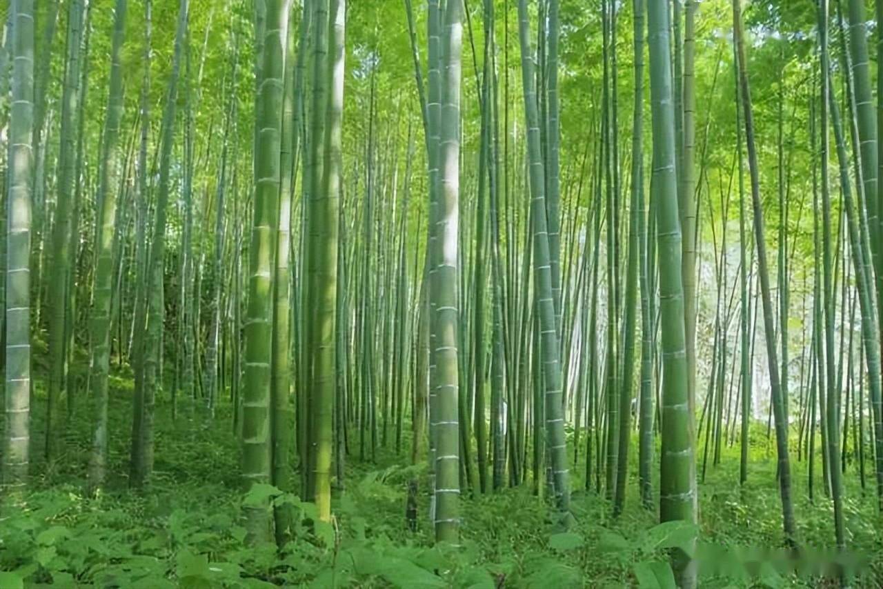 来汉中这儿享受原生态竹林玩水的欢乐_刀通_清清_桂花村