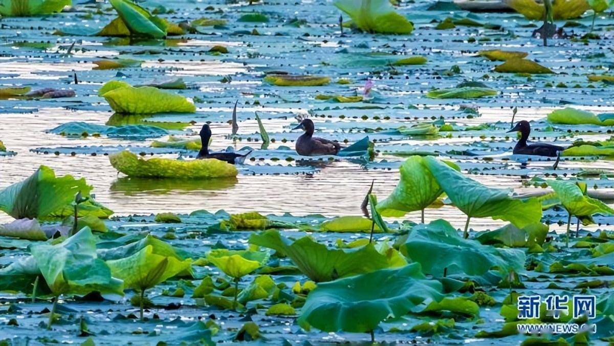 江夏湿地公园图片