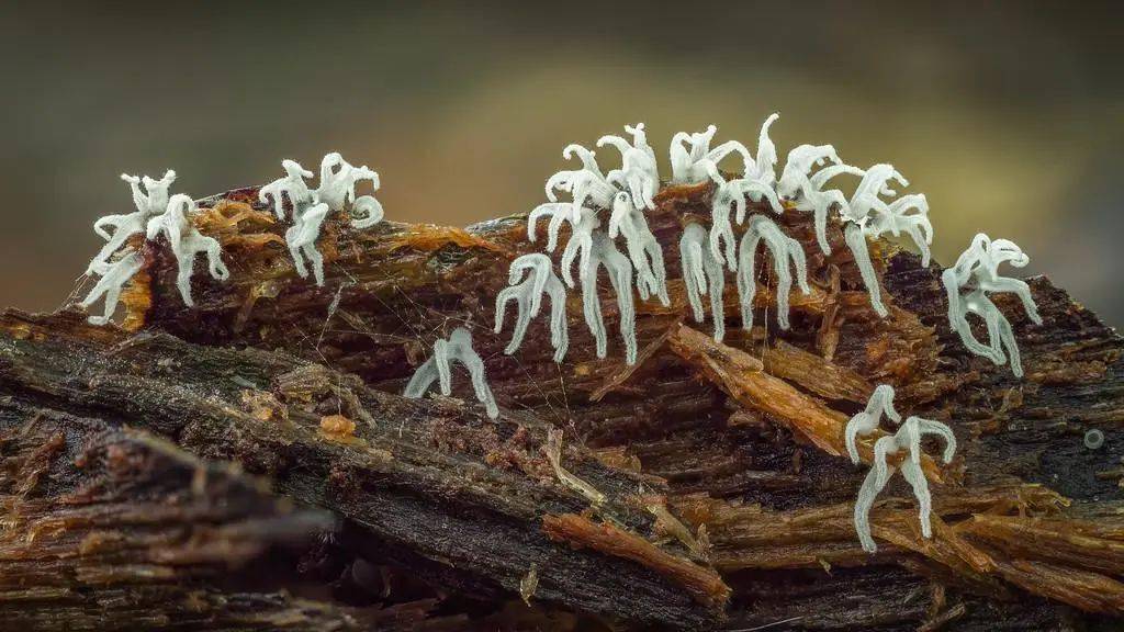 窥探罕见微观世界,摄影师把1毫米的黏菌,放大了上百倍67_巴里·韦伯