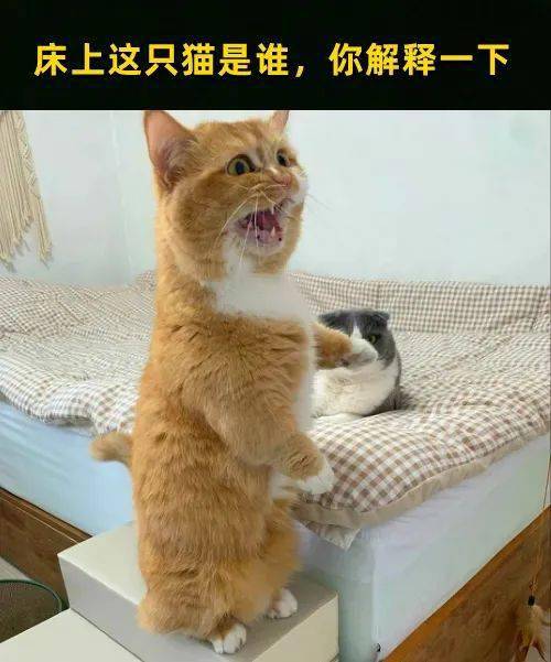 30张极品猫咪meme图，看完又哭又笑哈哈哈哈哈哈_喵君_猫猫_什么